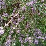 Buddleja alternifolia Hábitos