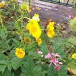 Geum pyrenaicum ശീലം