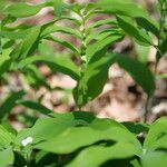 Polygonatum multiflorumKvet