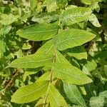 Apocynum cannabinum Leaf