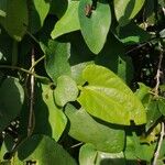 Aristolochia pilosa Leaf