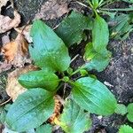 Plantago rugelii Folha