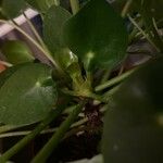 Pilea peperomioides Leaf