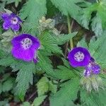 Geranium sylvaticumFlower