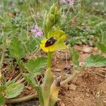 Ophrys lutea Blomst