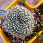 Rebutia minuscula Листок