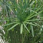 Cyperus alternifolius Leaf