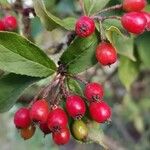 Photinia villosa ഫലം