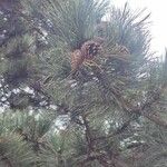 Pinus nigra Fruitua