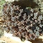 Sedum dasyphyllum पत्ता