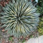 Agave vivipara Blad