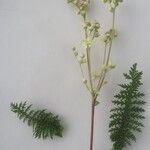 Filipendula vulgaris Çiçek