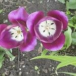 Tulipa lortetii 花