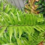 Cyrtomium falcatum Leaf