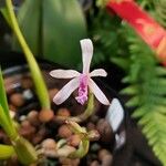 Cattleya lundii Flor
