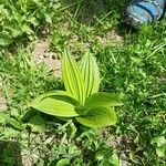 Veratrum lobelianum पत्ता