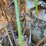 Livistona australis 樹皮