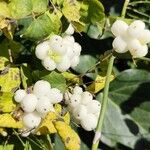 Symphoricarpos albusFrukto