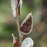 Fibigia clypeata Fruit