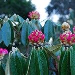 Rhododendron lanigerum Outro