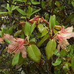 Rhododendron triflorum Flower