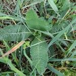 Dipsacus sativus Leaf