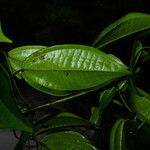 Miconia sarmentosa Leaf
