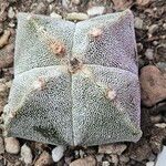 Astrophytum myriostigmaLeaf