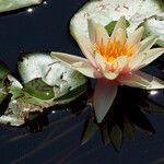 Nymphaea alba ᱵᱟᱦᱟ