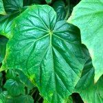 Begonia formosana Leaf