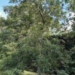 Carya aquatica Pokrój