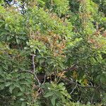 Lonchocarpus sericeus 整株植物
