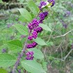 Callicarpa americana Kôra