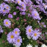Symphyotrichum dumosum Blüte