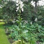 Cardiocrinum giganteum 葉