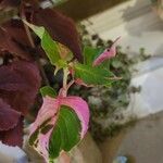 Alternanthera bettzickiana Folha