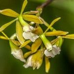 Epidendrum paniculatum Λουλούδι