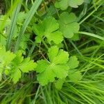 Geranium aculeolatum Leaf