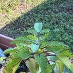 Kalanchoe pinnata Leaf