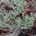 Thymus vulgaris Habit
