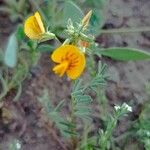 Adesmia parvifolia Květ