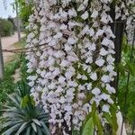 Wisteria sinensis (Sims) DC.Flor