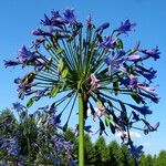 Agapanthus africanus Virág