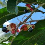 Paullinia elegans Fruit