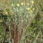 Helianthemum hirtum Habitus