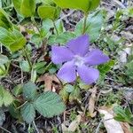 Vinca minorFlower