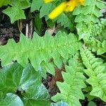 Aposeris foetida Folha