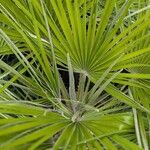 Chamaerops humilis Blad