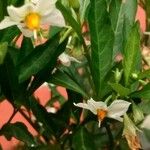 Solanum pseudocapsicum Floare