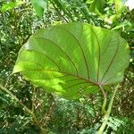 Decalobanthus peltatus Leaf